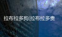 拉布拉多狗(拉布拉多貴賓狗)