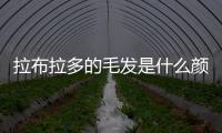 拉布拉多的毛發(fā)是什么顏色(拉布拉多幼犬毛發(fā)特征)