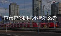 拉布拉多的毛不亮怎么辦(黑色拉布拉多幼犬)