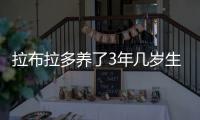 拉布拉多養(yǎng)了3年幾歲生小狗？拉布拉多養(yǎng)了3年幾歲可以配狗