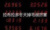 拉布拉多冬天掉毛很厲害嗎？拉布拉多冬季掉毛怎么回事