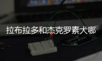 拉布拉多和杰克羅素犬哪個好養(yǎng)？拉布拉多和羅素梗
