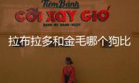 拉布拉多和金毛哪個狗比較好一點(拉布拉多小奶狗幾天睜眼)
