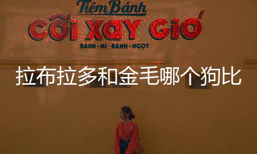 拉布拉多和金毛哪個狗比較好一點(拉布拉多這個狗怎么樣,好養(yǎng)嗎)