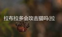 拉布拉多會攻擊貓嗎(拉布拉多犬會不會攻擊人)
