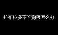 拉布拉多不吃狗糧怎么辦(拉布拉多吃什么狗糧好)