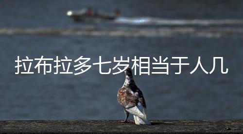 拉布拉多七歲相當于人幾歲？拉布拉多7歲還能生嗎