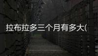 拉布拉多三個月有多大(拉布拉多三個月照片)