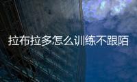拉布拉多怎么訓練不跟陌生人走(拉布拉多幾個月見陌生人會叫)
