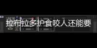 拉布拉多護食咬人還能要嗎？拉布拉多護食咬人怎么糾正