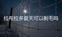 拉布拉多夏天可以剃毛嗎(拉布拉多剃毛造型)