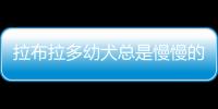 拉布拉多幼犬總是慢慢的咬人  拉布拉多幼犬總是慢慢的叫