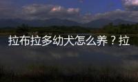 拉布拉多幼犬怎么養(yǎng)？拉布拉多幼犬怎么養(yǎng)胖