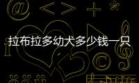 拉布拉多幼犬多少錢一只(拉布拉多幼犬怎么訓練定點大小便)