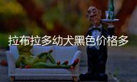 拉布拉多幼犬黑色價格多少錢一只，拉布拉多黑色幼犬價格