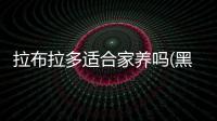 拉布拉多適合家養嗎(黑色拉布拉多適合家養嗎)