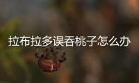 拉布拉多誤吞桃子怎么辦啊？拉布拉多吞吃了塑料袋怎么辦