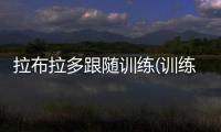 拉布拉多跟隨訓(xùn)練(訓(xùn)練拉布拉多看家)