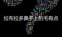 拉布拉多鼻子上的毛有點禿(拉布拉多鼻子一定是黑色才是純種嗎)