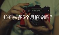 拉布拉多5個月怕冷嗎？拉布拉多小狗怕冷嗎
