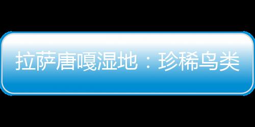 拉薩唐嘎濕地：珍稀鳥類的冬季樂園