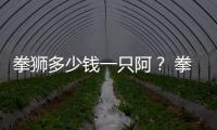 拳獅多少錢一只阿？ 拳獅犬多少錢一只
