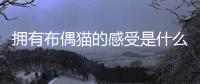 擁有布偶貓的感受是什么？有一只布偶貓體驗