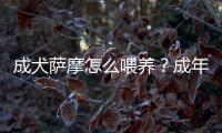 成犬薩摩怎么喂養(yǎng)？成年薩摩耶怎么喂食