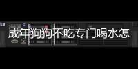 成年狗狗不吃專門喝水怎么辦(成年狗不吃飯只喝水)