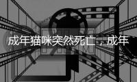 成年貓咪突然死亡，成年貓咪突然死亡的原因
