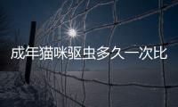 成年貓咪驅蟲多久一次比較好(成年貓驅蟲多久做一次)