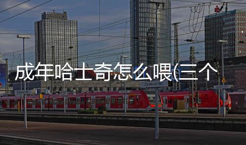 成年哈士奇怎么喂(三個月的哈士奇怎么喂)