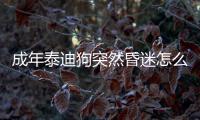成年泰迪狗突然昏迷怎么回事？泰迪暈倒后,又正常