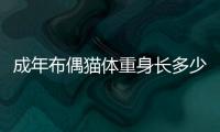 成年布偶貓體重身長多少正常，成年布偶貓體重身長標準