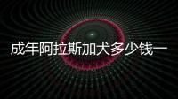 成年阿拉斯加犬多少錢一只(阿拉斯加犬成年肩高多少)