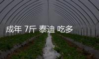 成年 7斤 泰迪 吃多少狗糧(成年 7斤 泰迪 吃多少驅蟲藥)