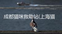 成都貓咪救助站(上海貓咪救助站)