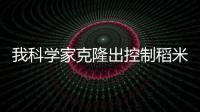 我科學家克隆出控制稻米品質(zhì)的重要基因