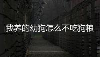 我養的幼狗怎么不吃狗糧了(幼犬不愛吃狗糧了是不是吃膩了)