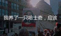 我養(yǎng)了一只哈士奇，應(yīng)該吃什么最好，一天應(yīng)該吃幾頓？ 哈士奇吃什么好
