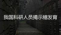 我國科研人員揭示穗發育的關鍵調控因子及網絡—新聞—科學網