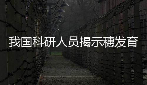 我國科研人員揭示穗發育的關鍵調控因子及網絡—新聞—科學網