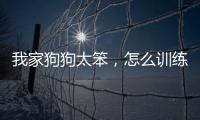 我家狗狗太笨，怎么訓練它？有沒有技巧？ 狗狗培訓
