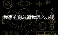 我家的狗總追我怎么辦呢(我家的狗總追我怎么辦呀)