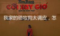我家的德牧狗太調(diào)皮，怎樣才能訓(xùn)練好？ 德牧最調(diào)皮的階段