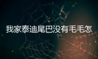 我家泰迪尾巴沒有毛毛怎么回事(泰迪尾巴沒有毛怎么辦)