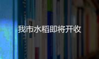 我市水稻即將開收