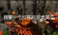 我要一個(gè)拉布拉多犬英文(給我講個(gè)拉布拉多)