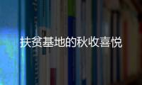 扶貧基地的秋收喜悅