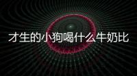 才生的小狗喝什么牛奶比較好？才生的小狗喝什么牛奶好